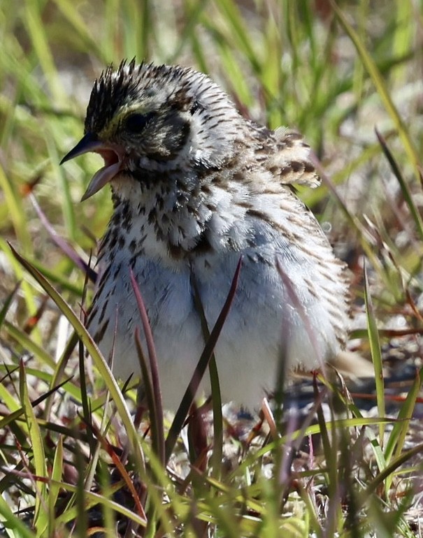 Savannah Sparrow - ML620488522