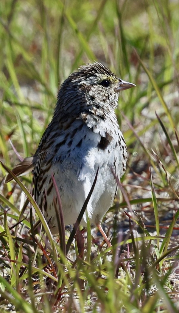 Savannah Sparrow - ML620488523