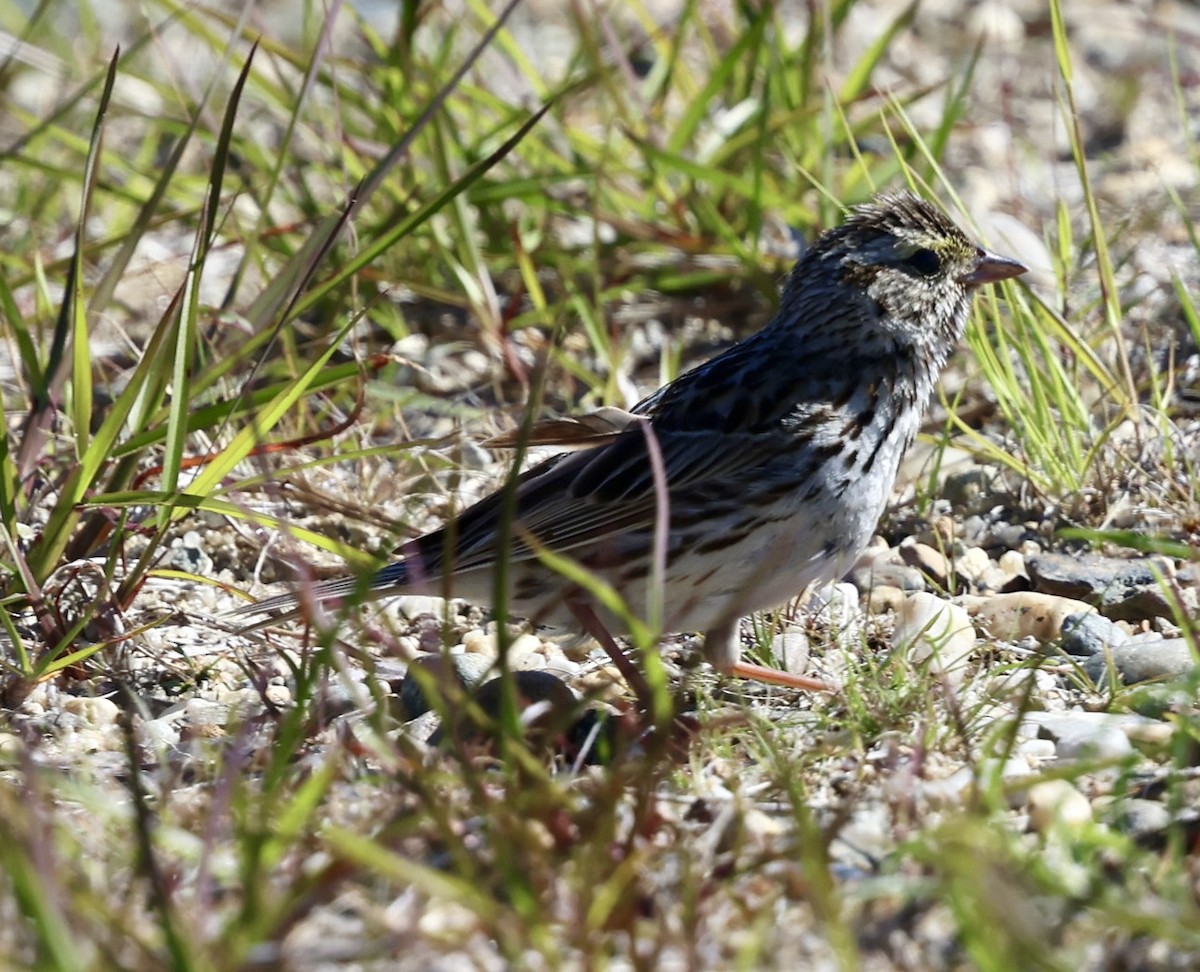 Savannah Sparrow - ML620488524