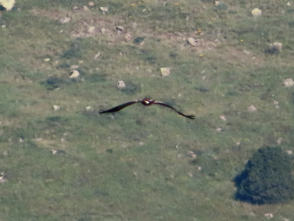 Booted Eagle - Kseniia Marianna Prondzynska