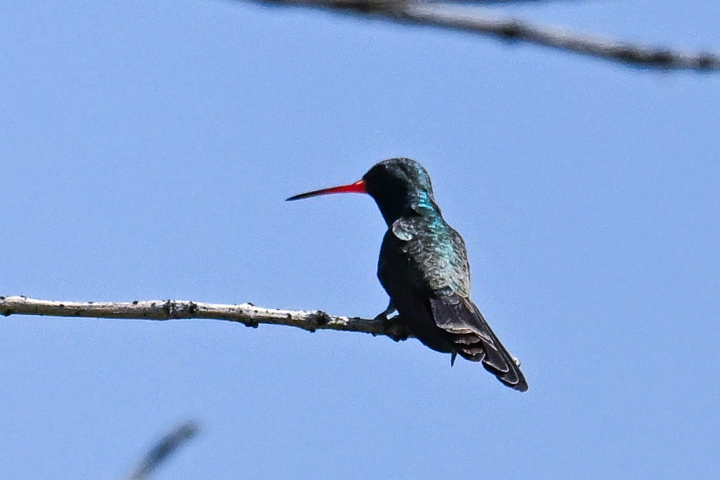 Broad-billed Hummingbird - ML620488529