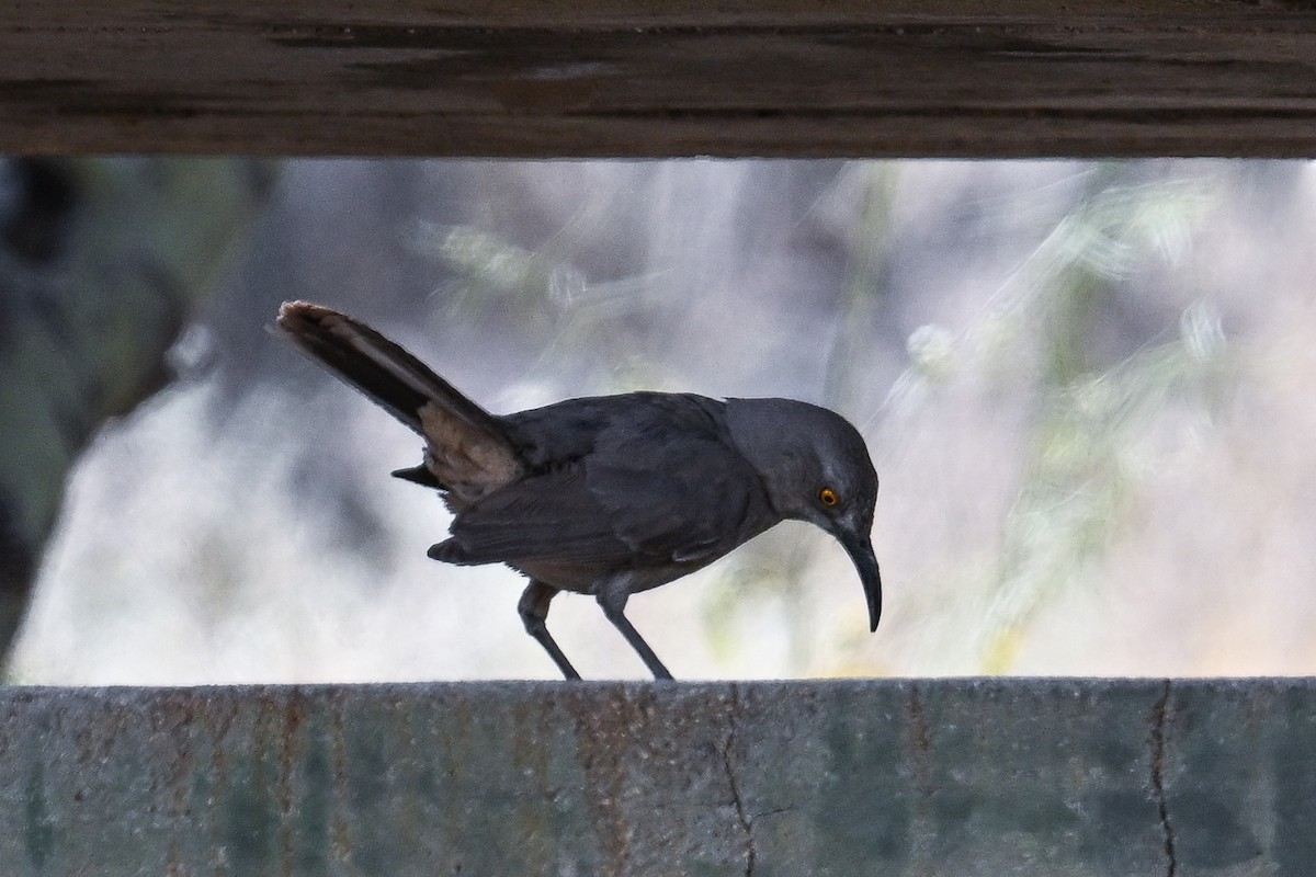 Curve-billed Thrasher - ML620488537