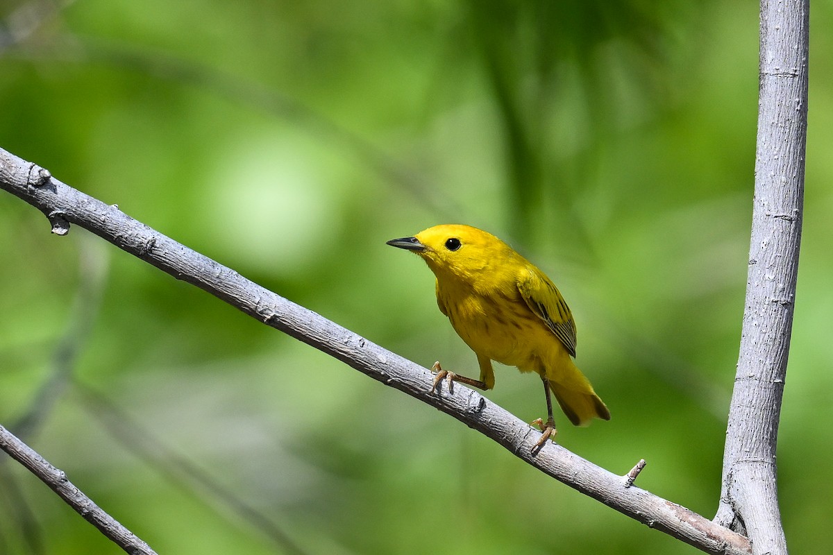 Yellow Warbler - ML620488542