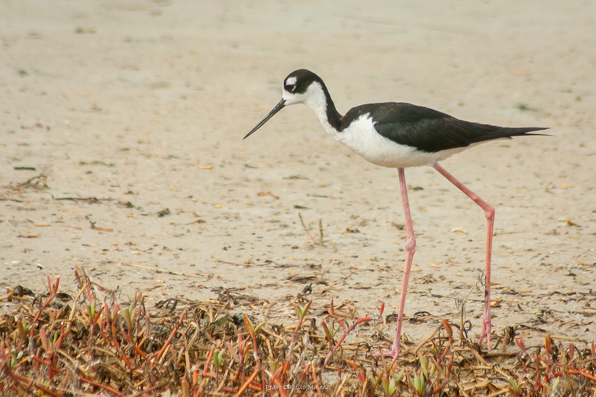 Black-necked Stilt - ML620488544