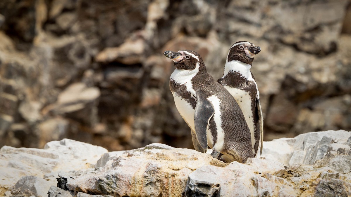 Humboldt Penguin - ML620488547