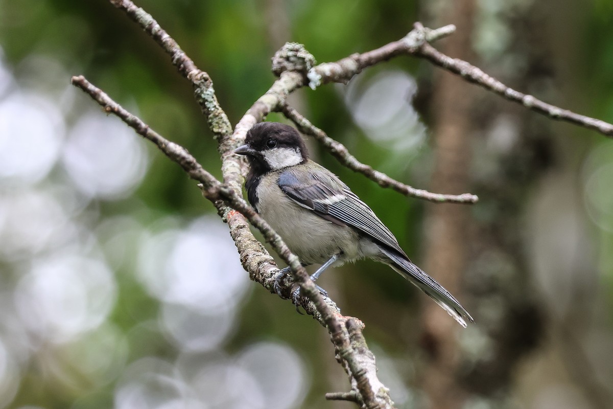 Japanese Tit - ML620488548