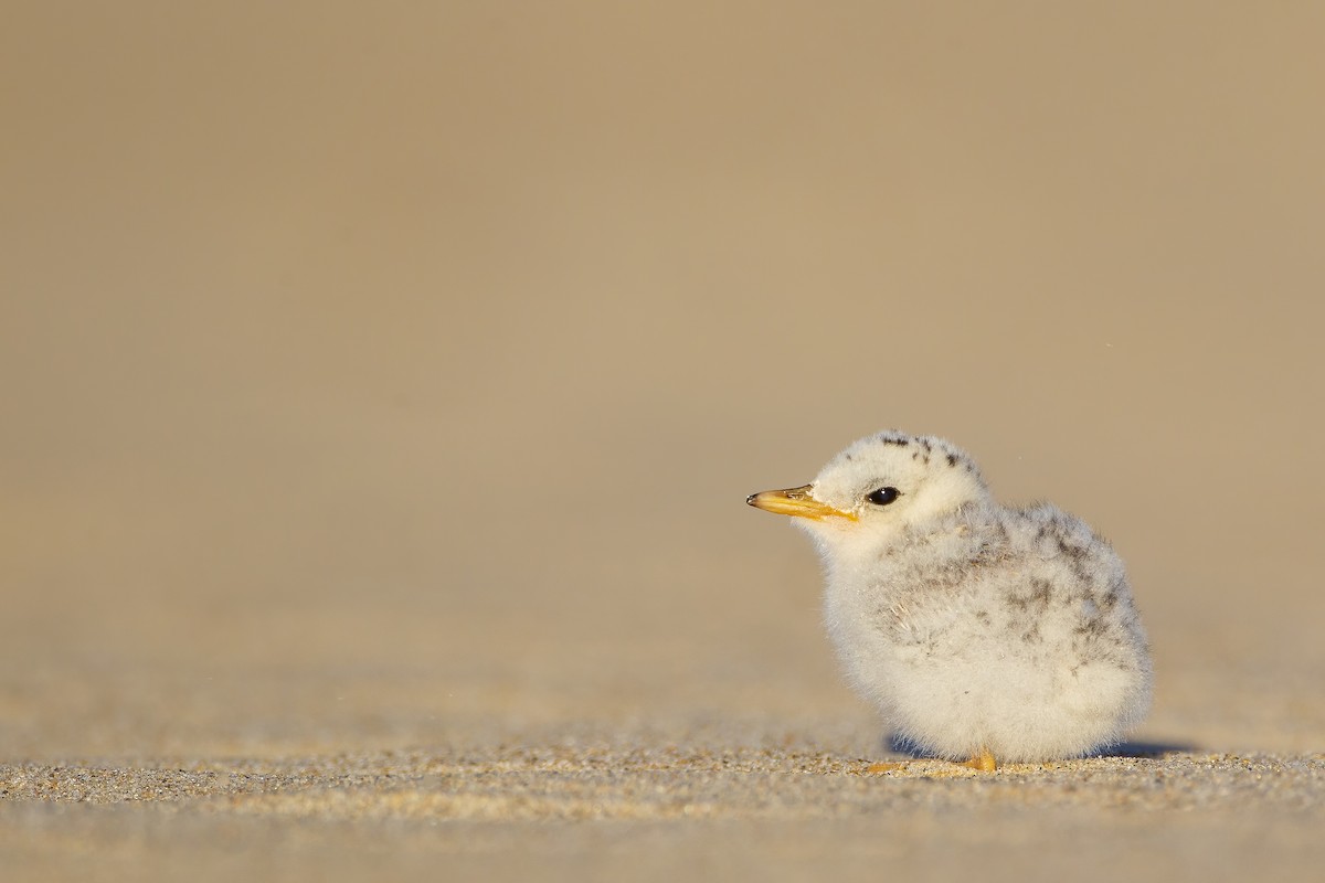 Least Tern - ML620488549