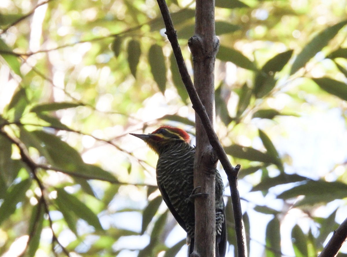 White-browed Woodpecker - ML620488551