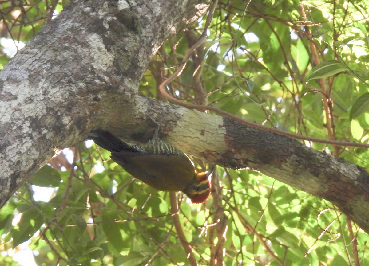 White-browed Woodpecker - ML620488552