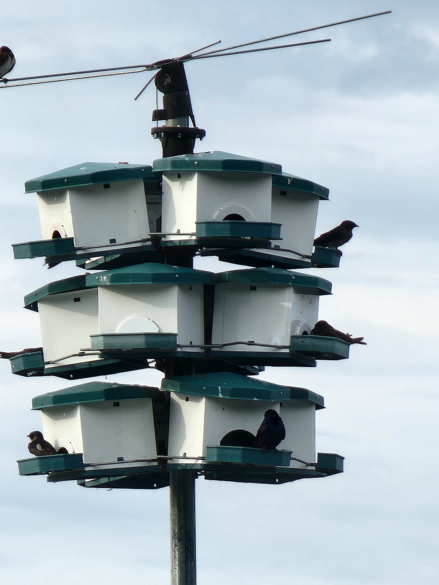 Purple Martin - ML620488555