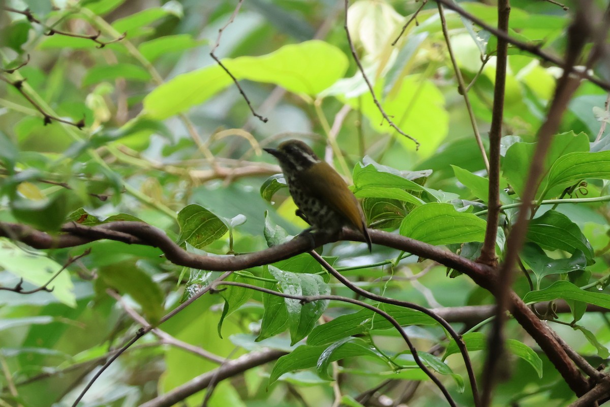 Speckled Piculet - ML620488559