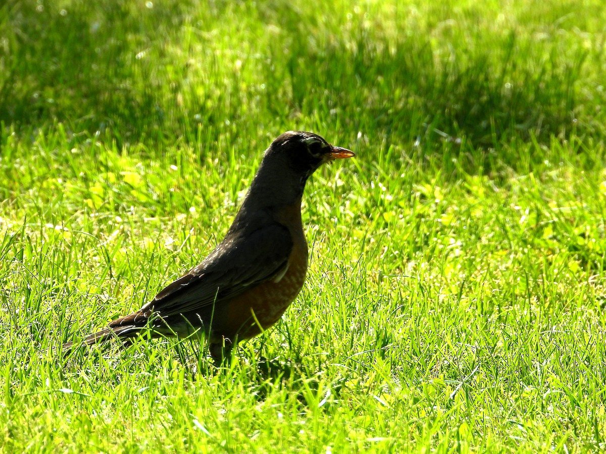 American Robin - ML620488564