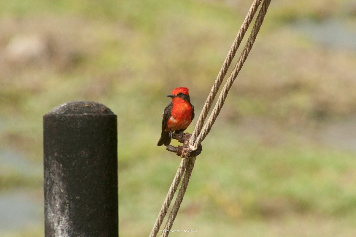 Vermilion Flycatcher - ML620488565