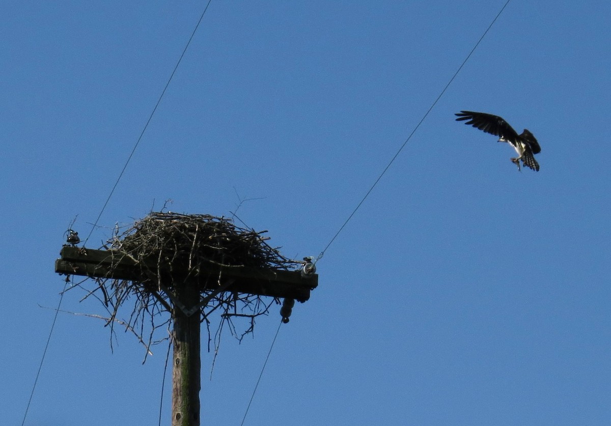 Osprey - John Meredig