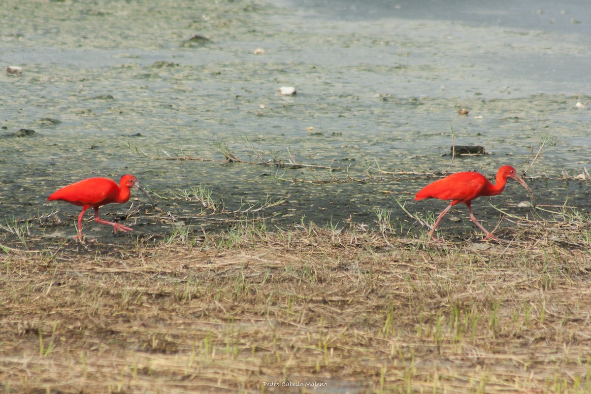 Scarlet Ibis - ML620488570