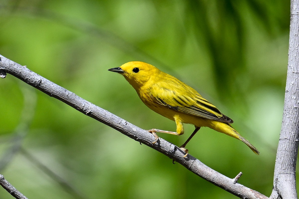 Paruline jaune - ML620488571