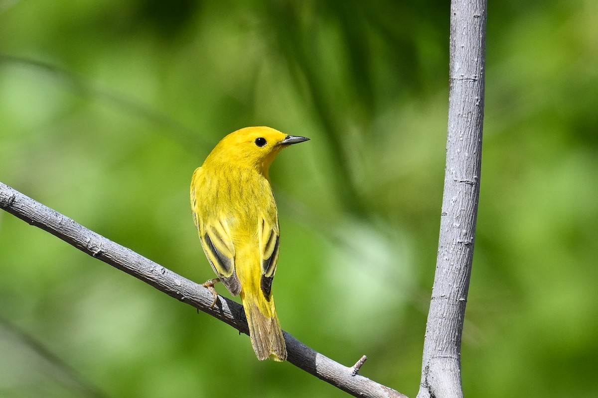 Yellow Warbler - Maryse Neukomm