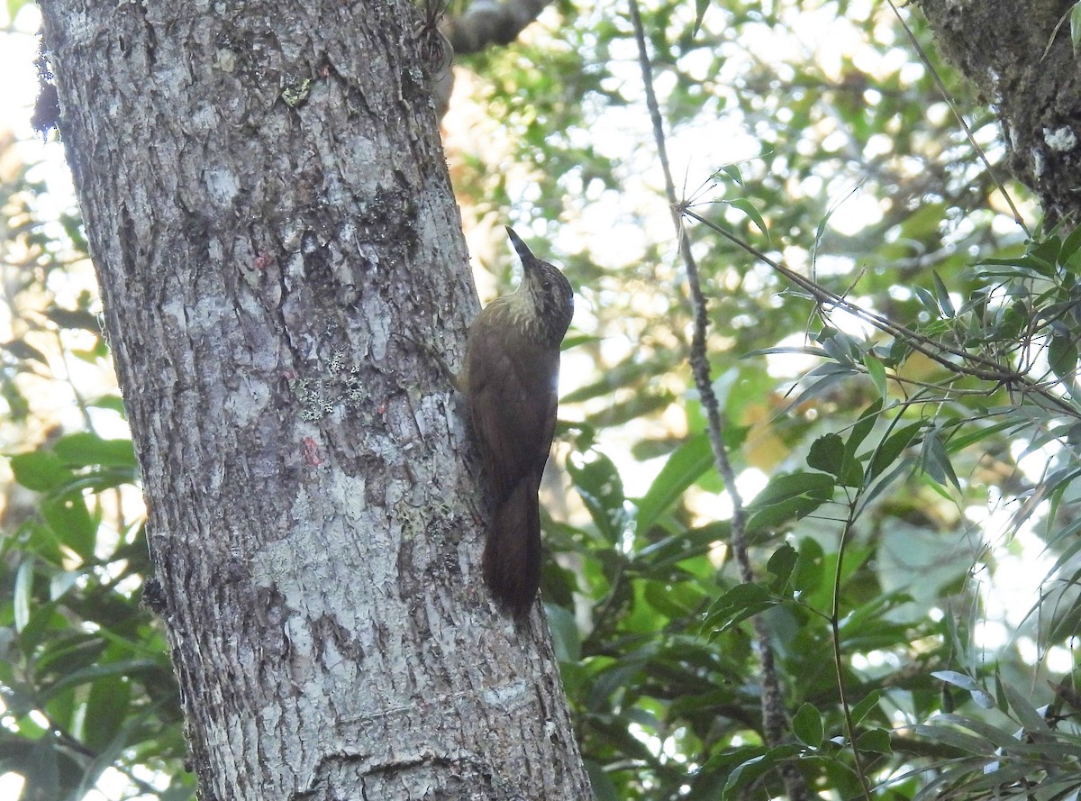 Planalto Woodcreeper - ML620488581