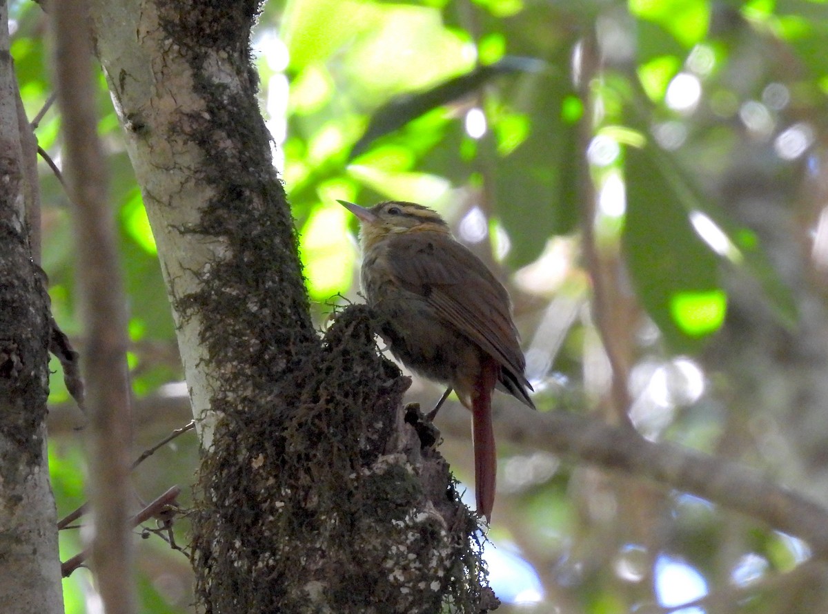 Sharp-billed Treehunter - ML620488586