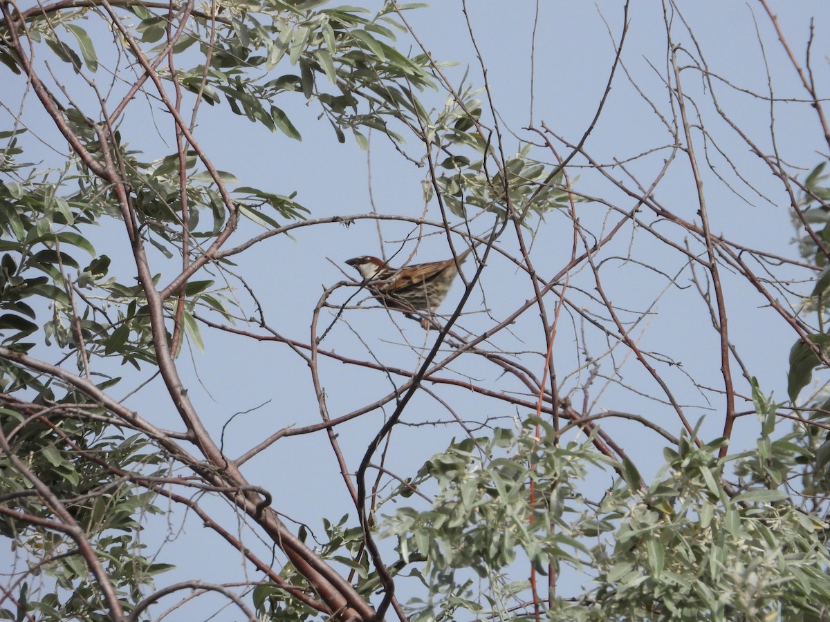 Spanish Sparrow - ML620488588