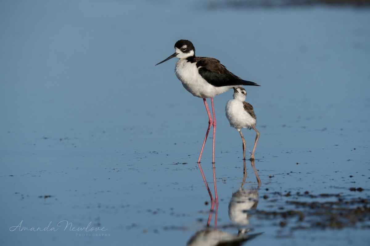 Black-necked Stilt - ML620488593