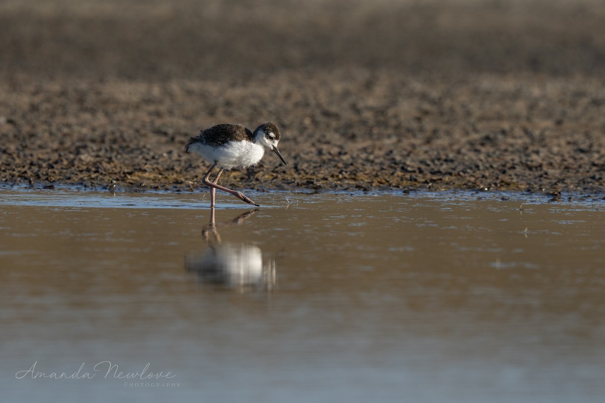 Black-necked Stilt - ML620488594