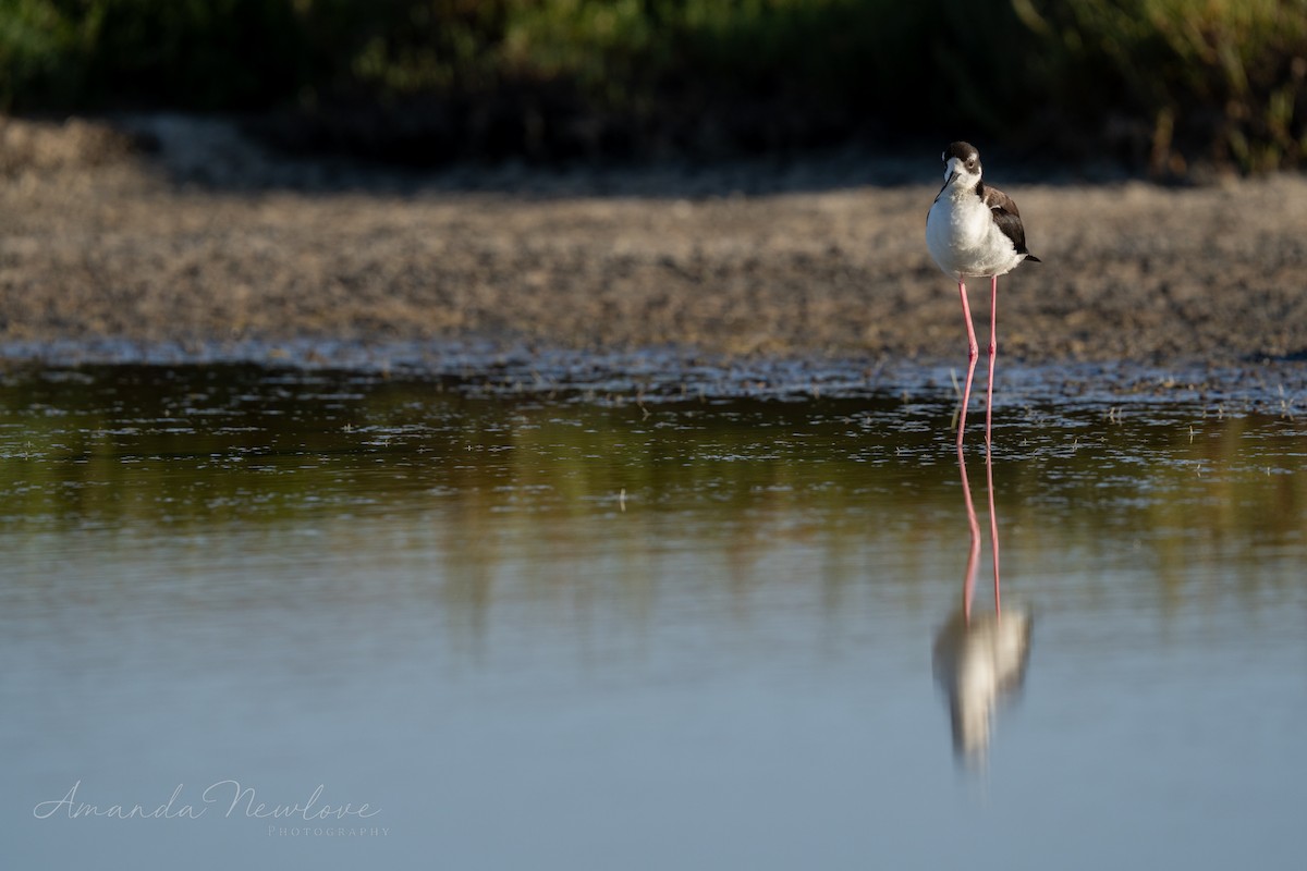 Black-necked Stilt - ML620488595