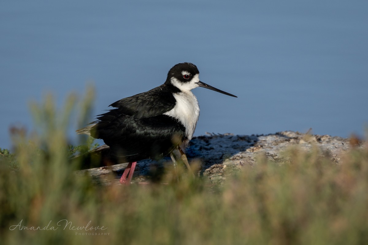 Black-necked Stilt - ML620488596