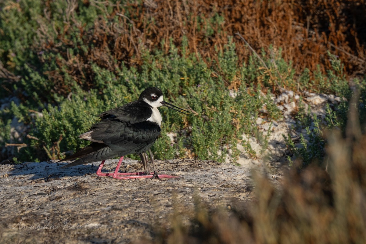 Black-necked Stilt - ML620488597