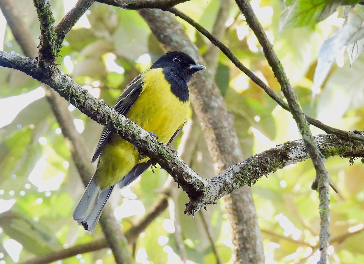 Cotinga coqueluchon - ML620488600