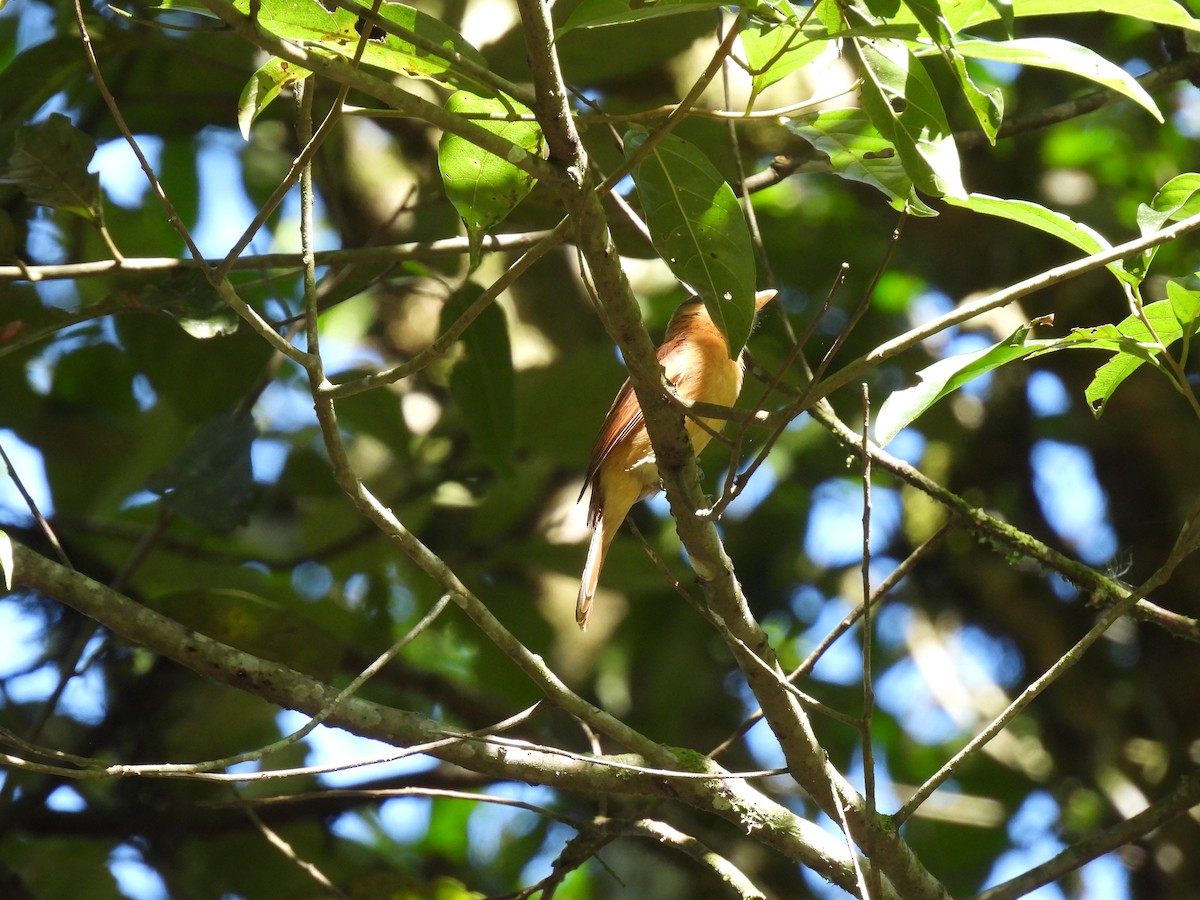 Chestnut-crowned Becard - ML620488604