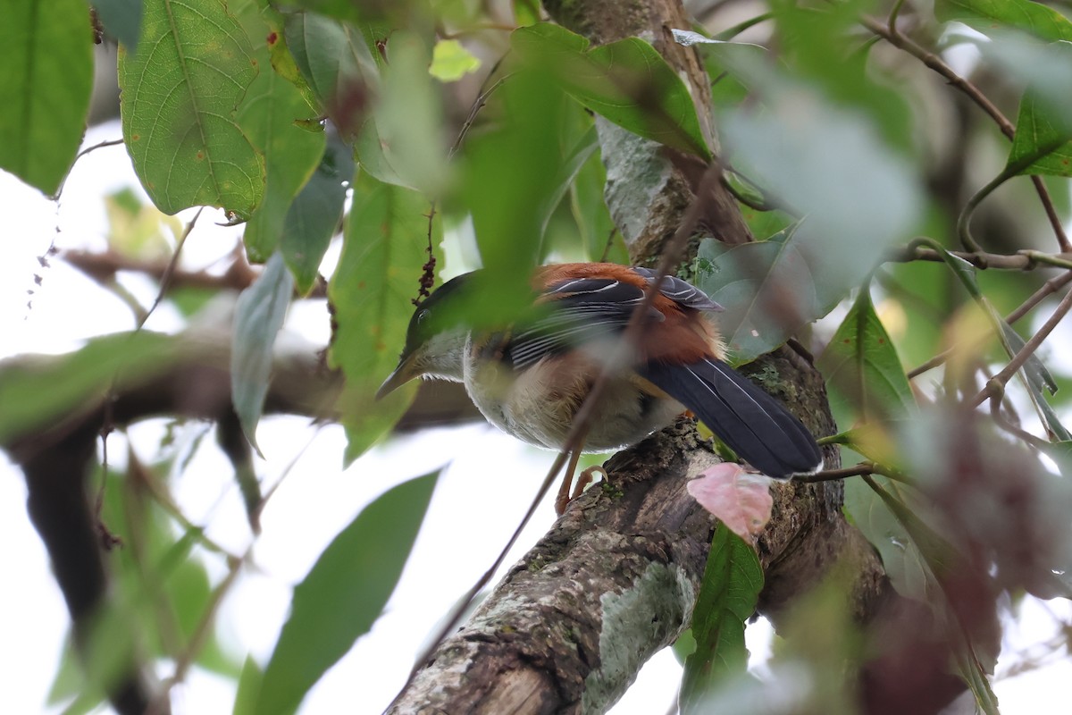 Rufous-backed Sibia (Rufous-backed) - ML620488605