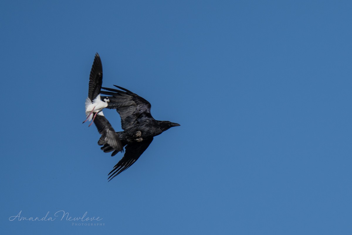 Common Raven - ML620488610