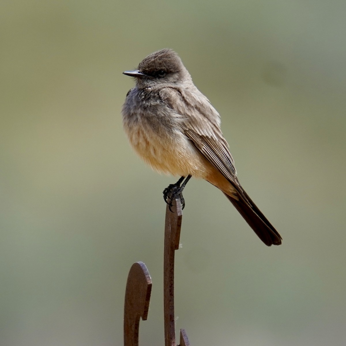 Say's Phoebe - ML620488612