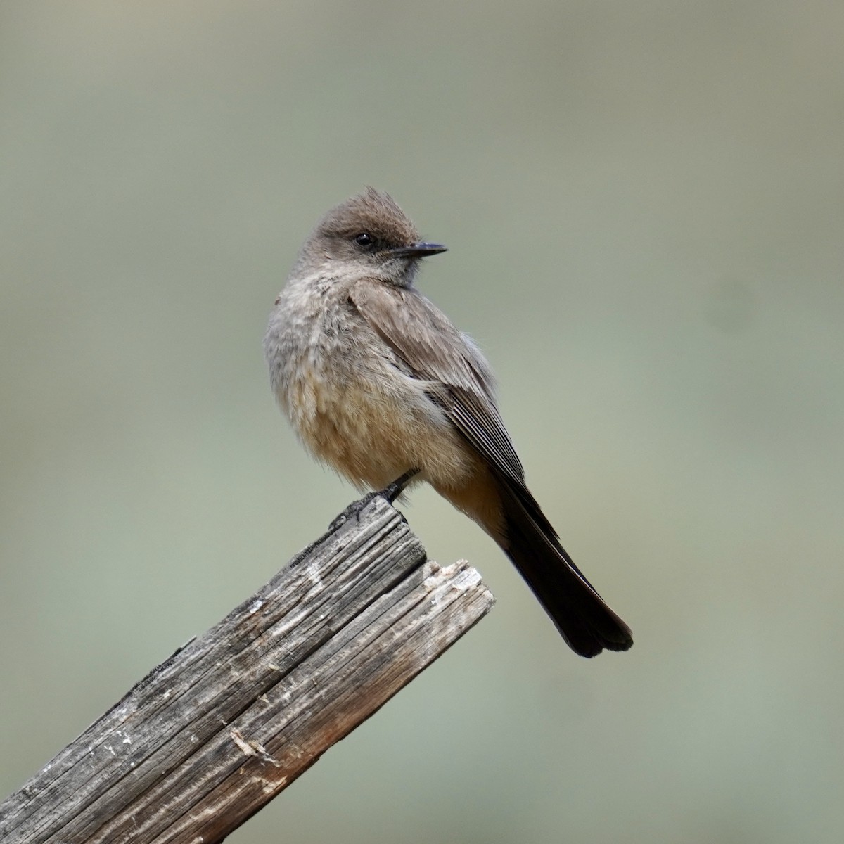 Say's Phoebe - ML620488613