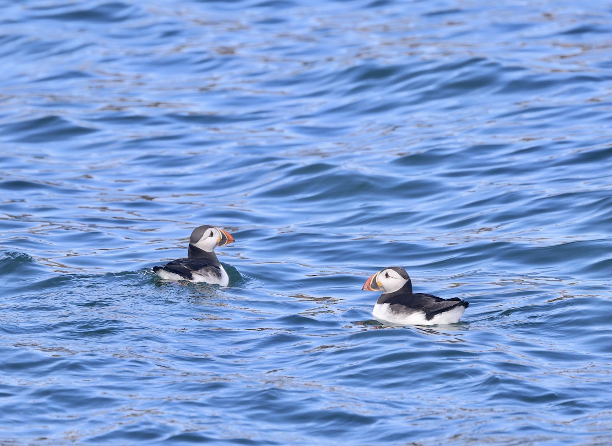 Atlantic Puffin - ML620488618