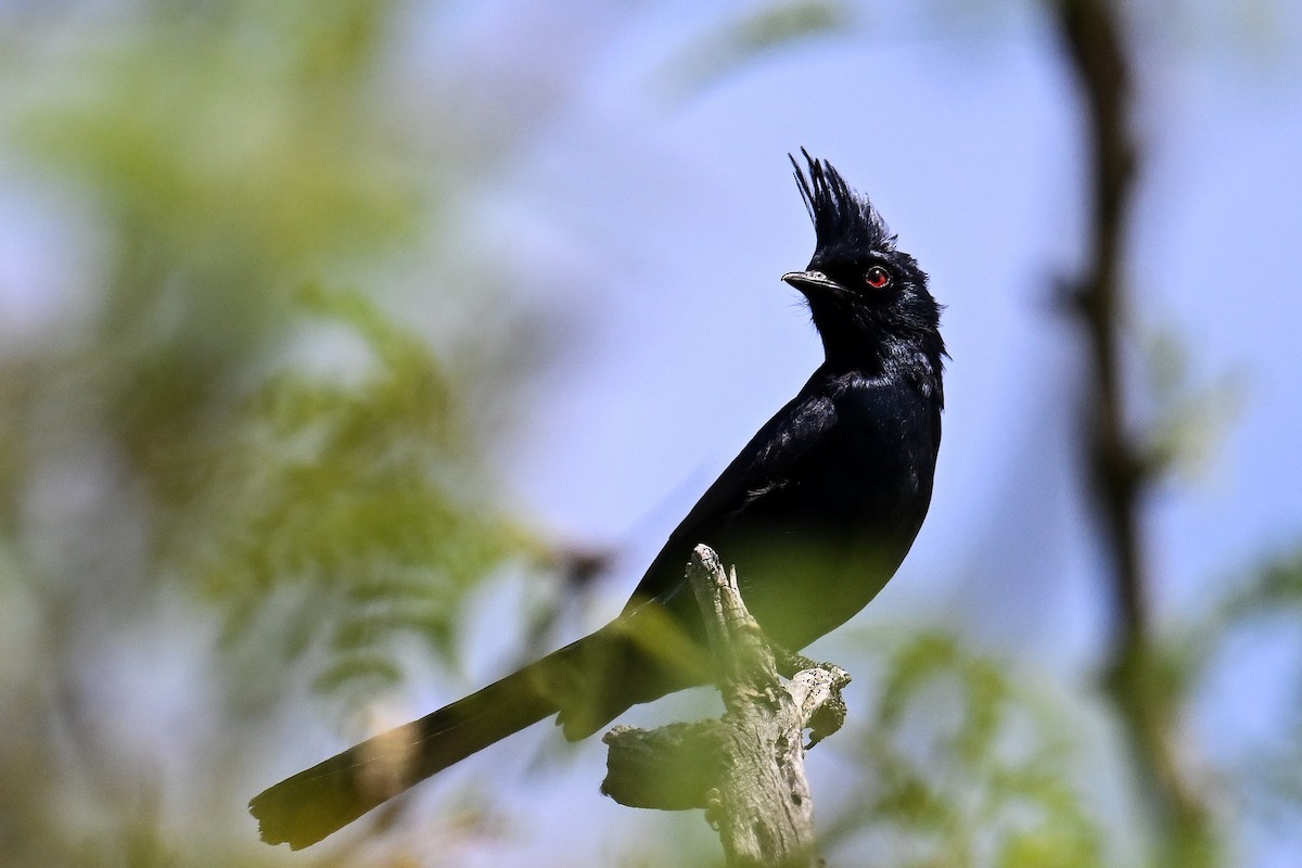 Capulinero Negro - ML620488623