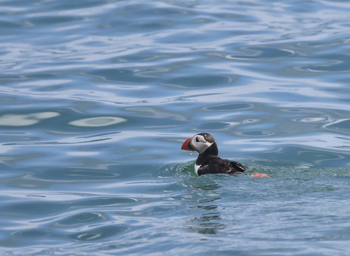 Atlantic Puffin - ML620488624