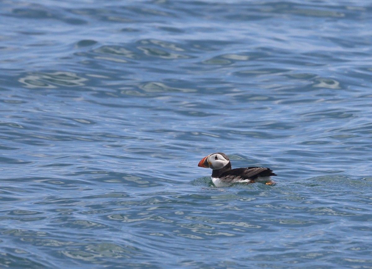 Atlantic Puffin - ML620488625