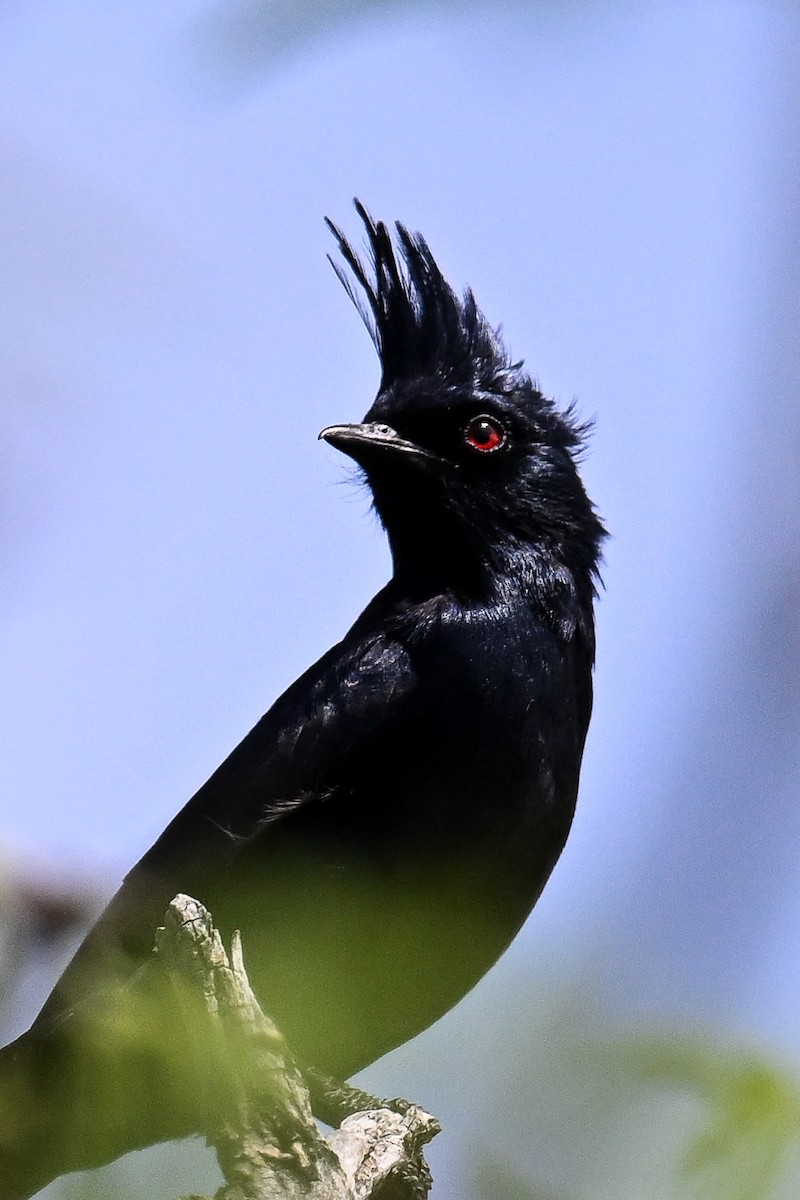 Capulinero Negro - ML620488629