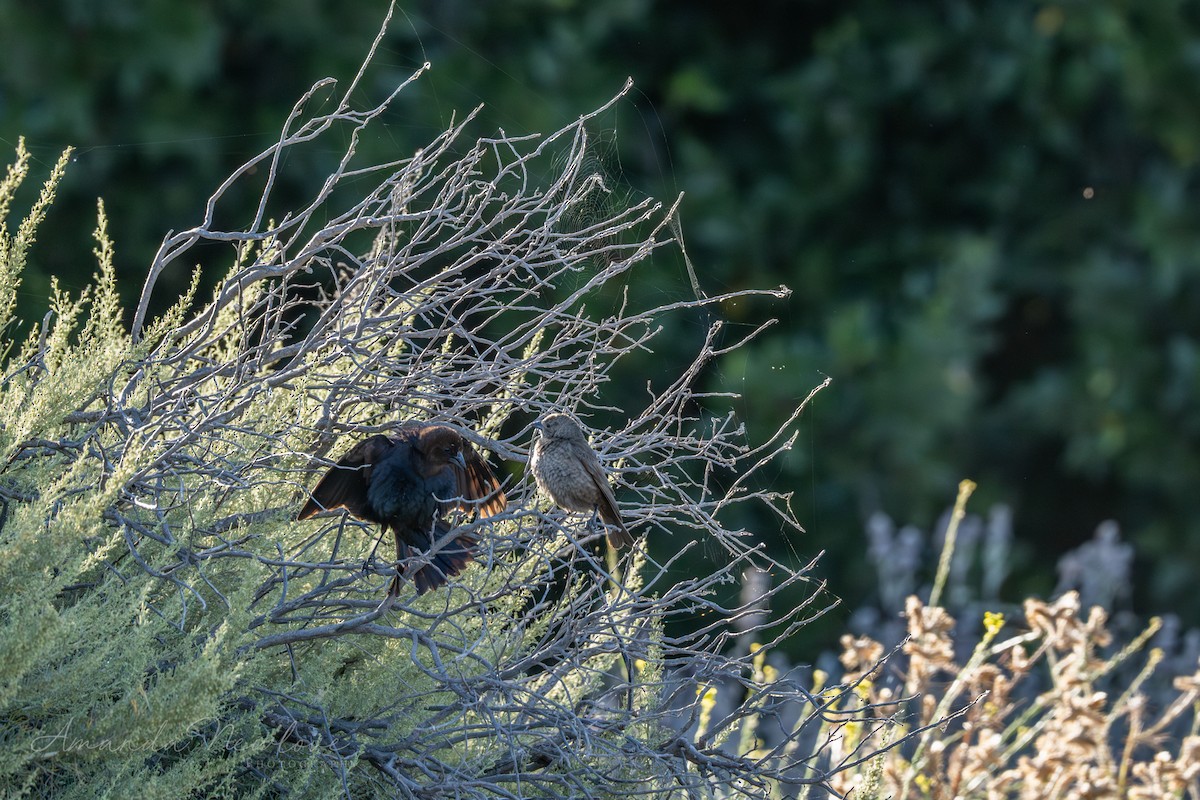 Brown-headed Cowbird - ML620488631