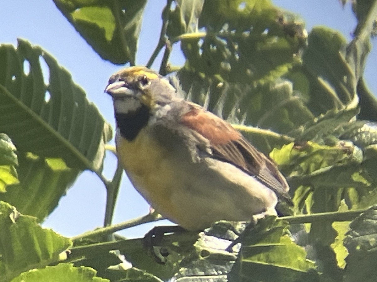 Dickcissel d'Amérique - ML620488632