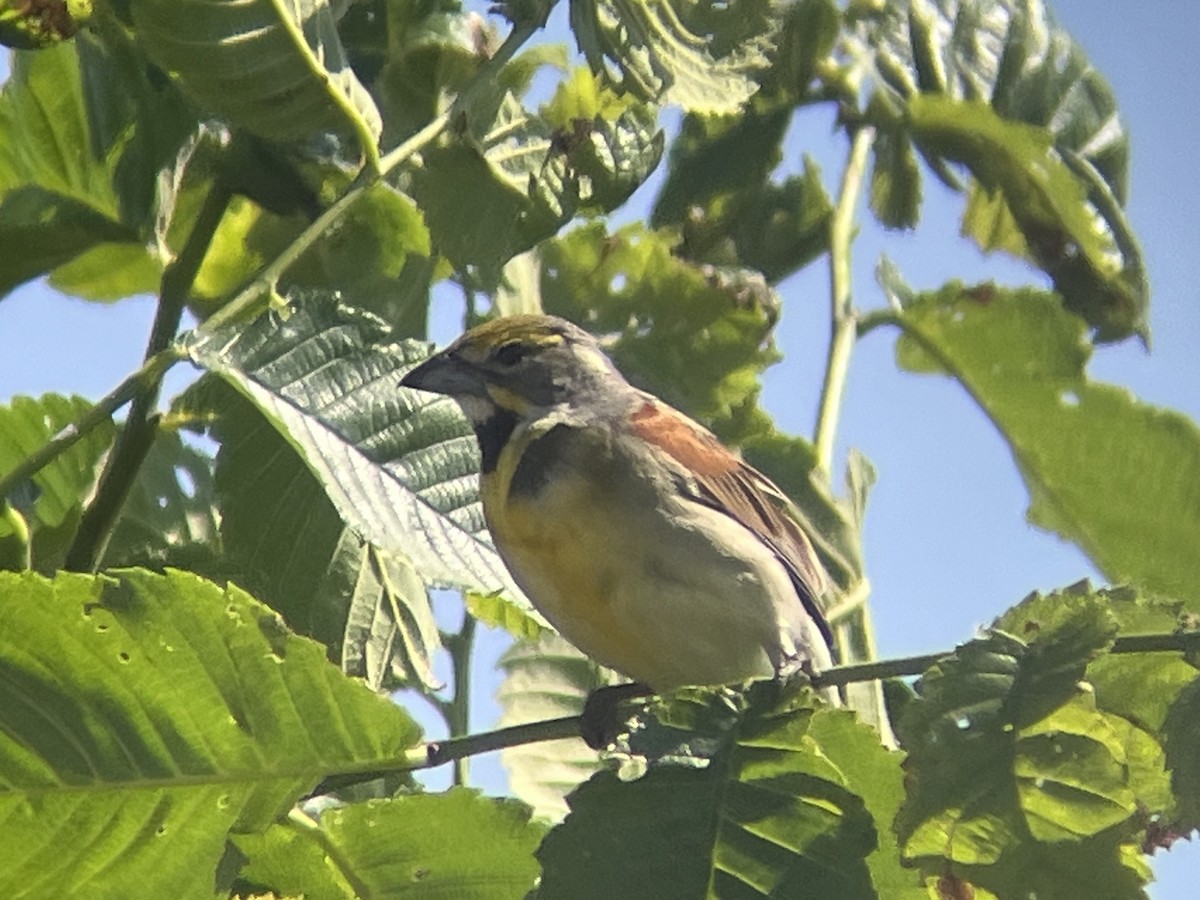 Dickcissel - ML620488633