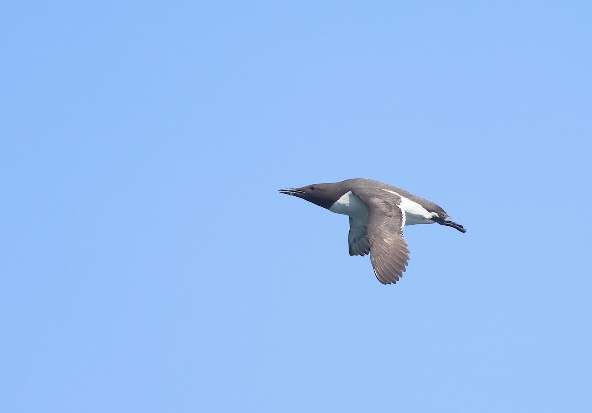 Common Murre - ML620488641