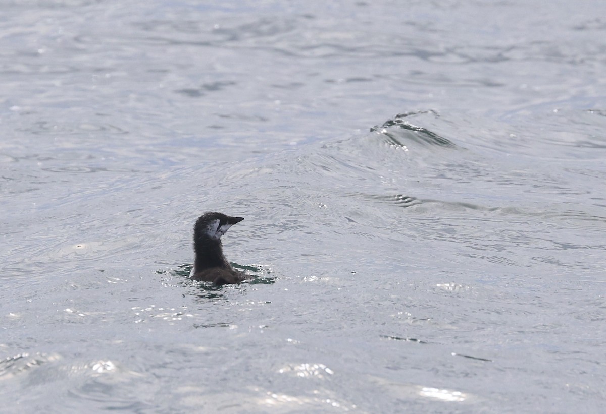 Common Murre - ML620488646