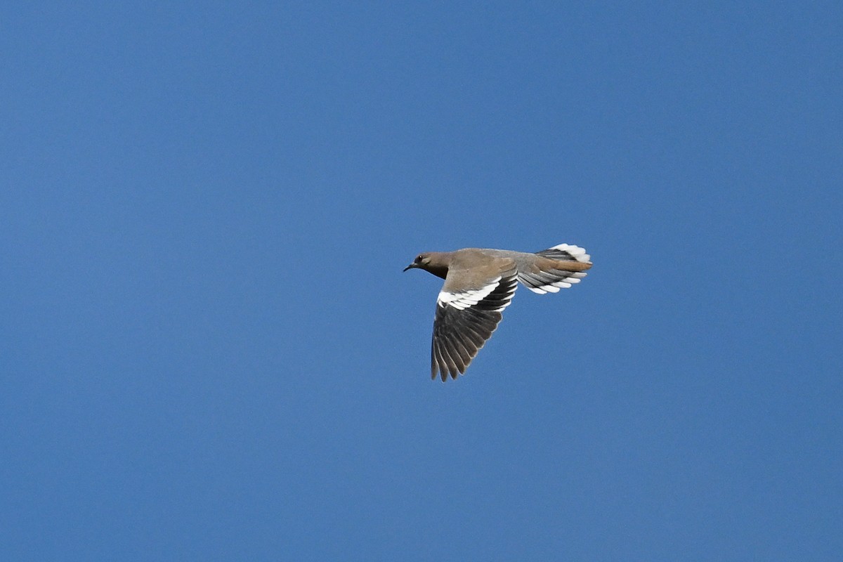 White-winged Dove - ML620488648