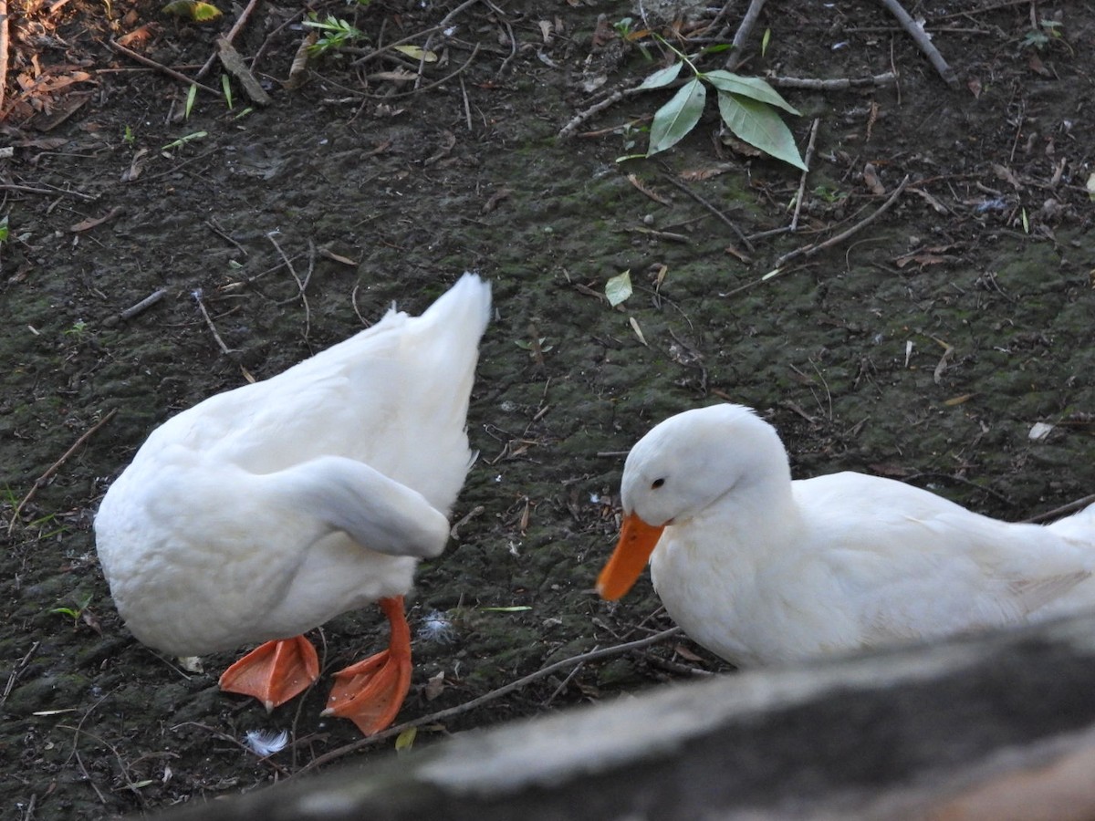 Mallard (Domestic type) - ML620488656