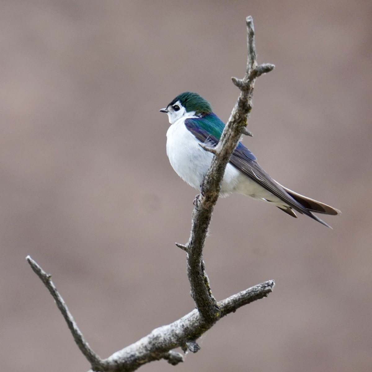 Violet-green Swallow - ML620488659