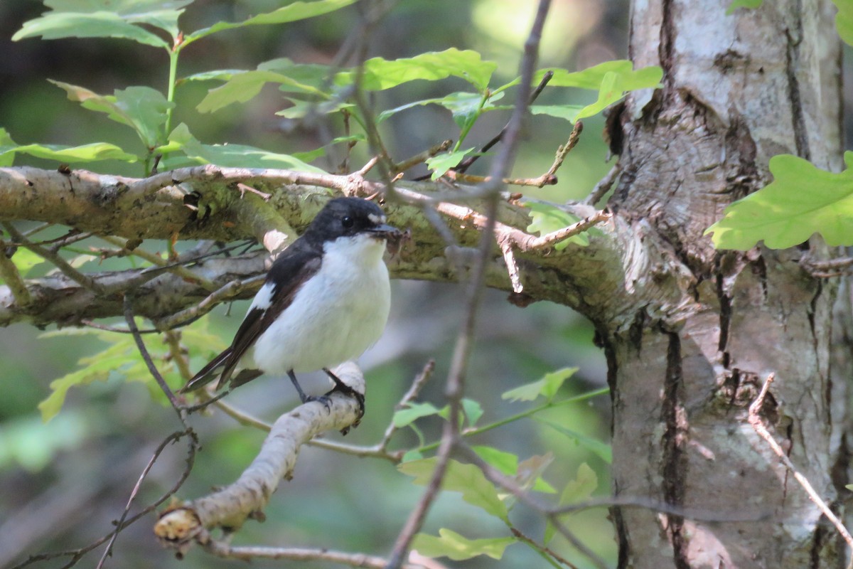 European Pied Flycatcher - ML620488661