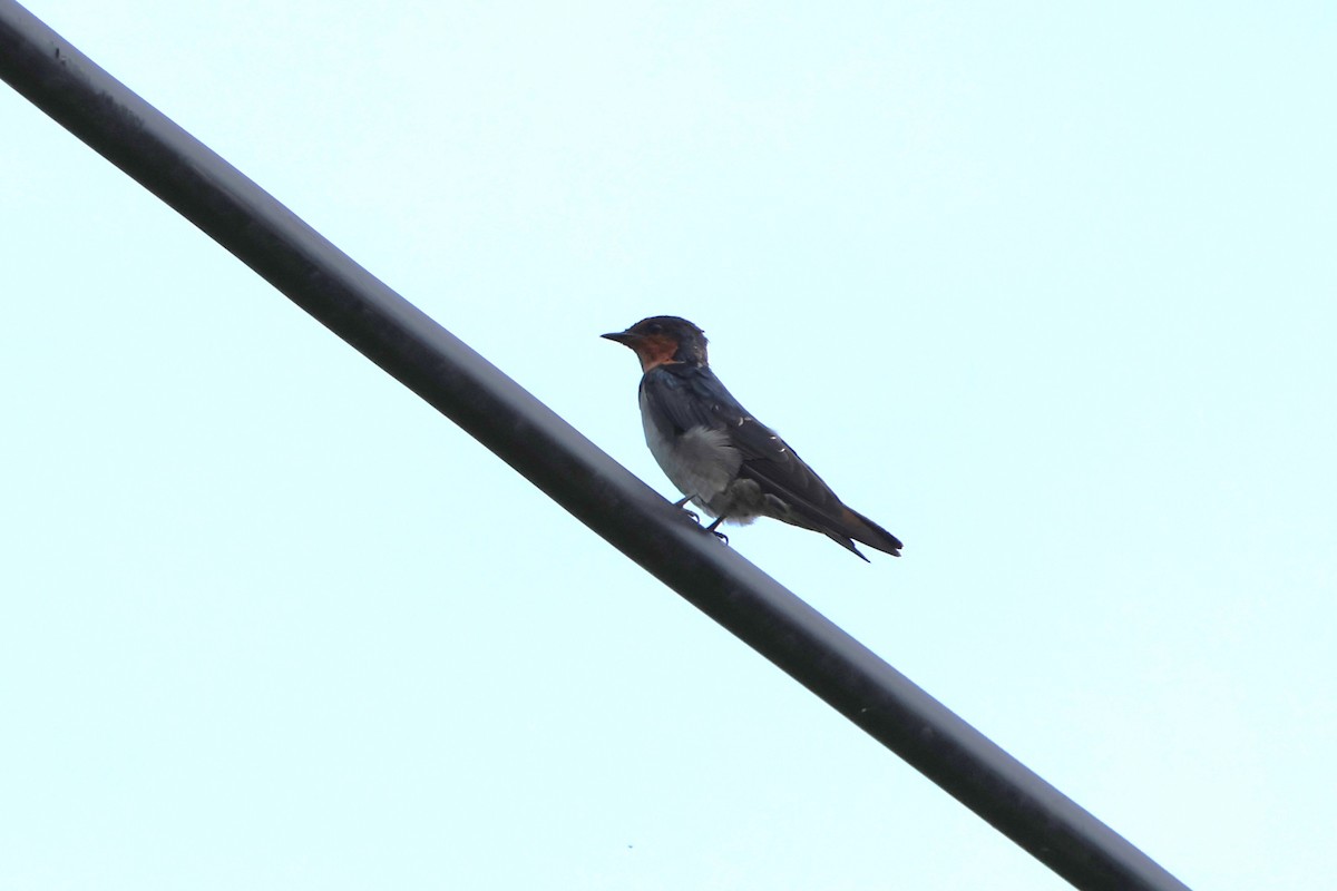 Pacific Swallow - ML620488665